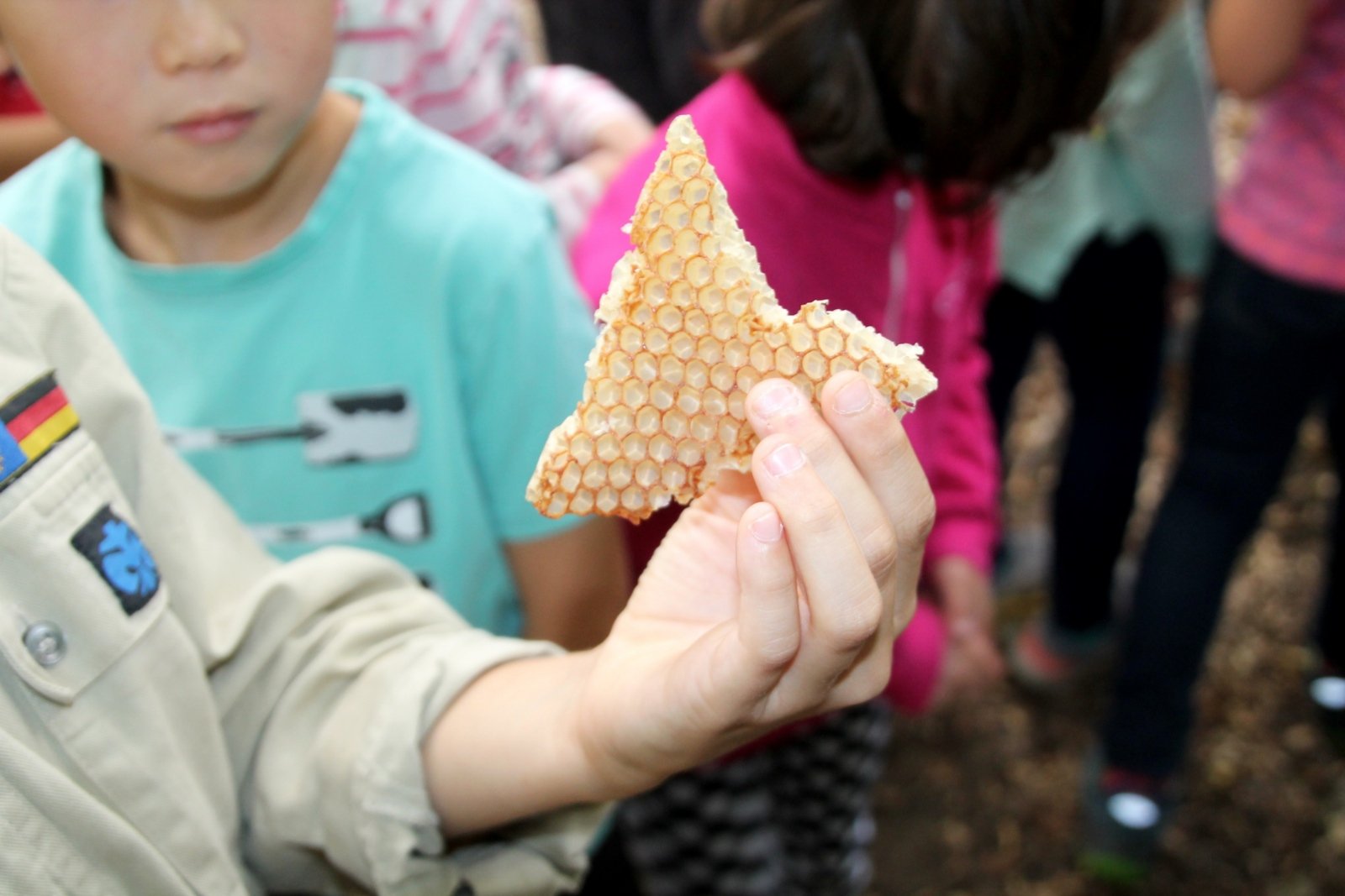 Tag der Schöpfung 2018: Bienenwabe (c) Susanne Coenen