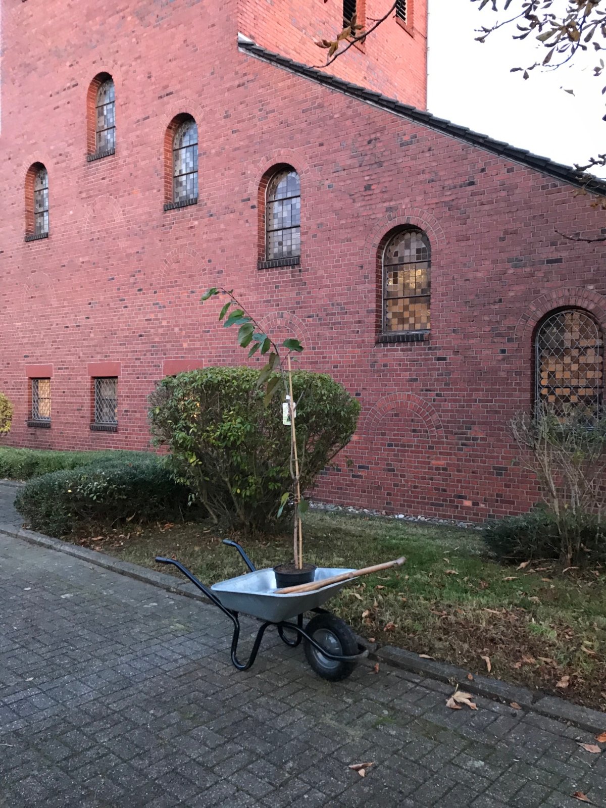 Apfelbaum an St. Elisabth (c) Jörg Knüttgen