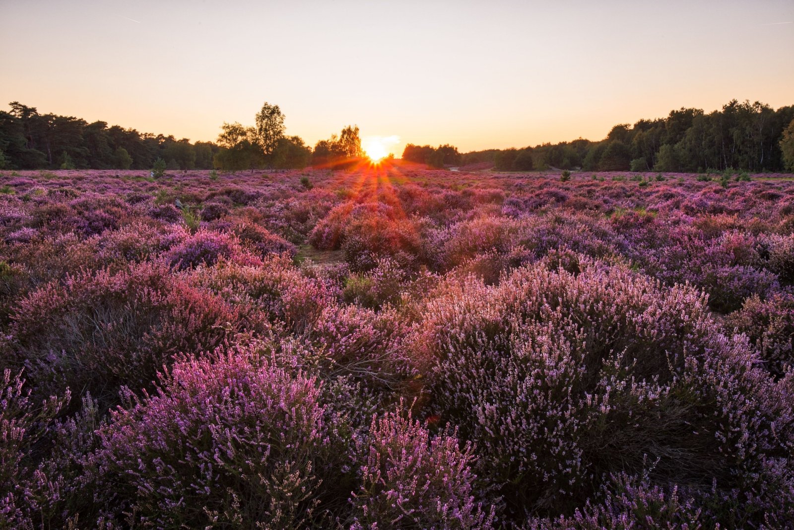 Abenstimmung Wahner-Heide (c) M. Weber