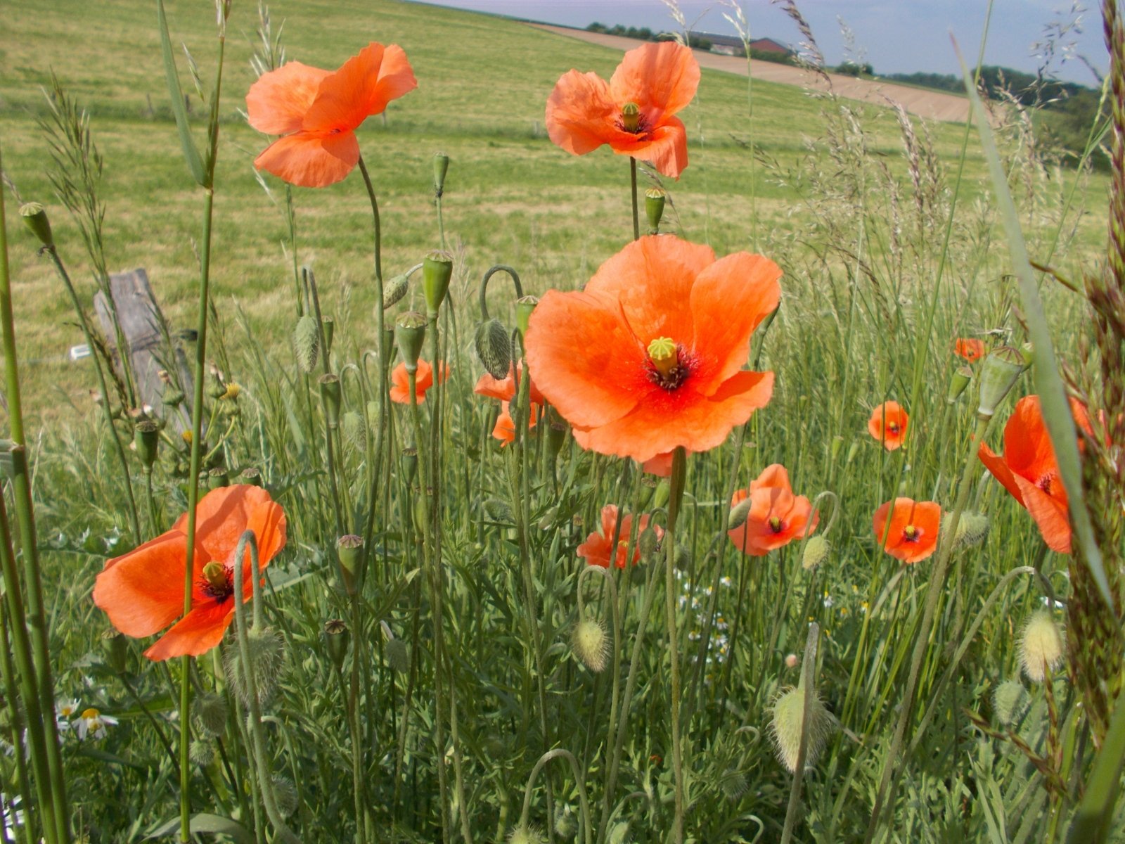 Schöne Blume am Wegesrand (c) M. Weber