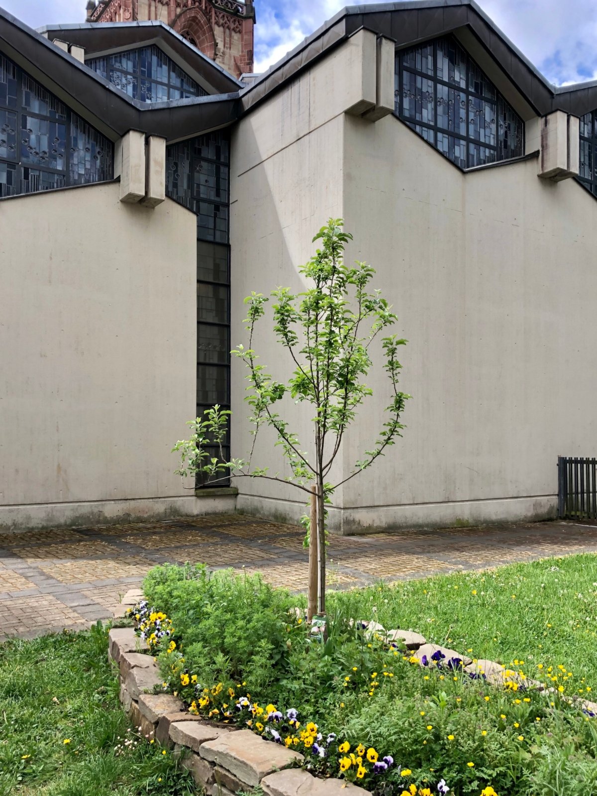 Startpunkt Apfelbäumchen zwischen Annokirche und SKM Geflüchtetenhilfe (c) Gabi Pöge