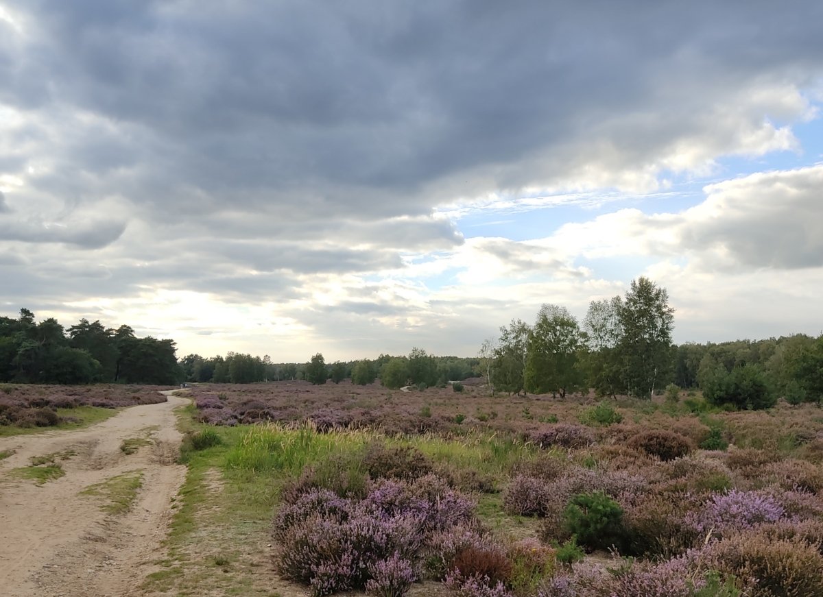 Heideweg, Wahner Heide (c) Martina Sedlaczek