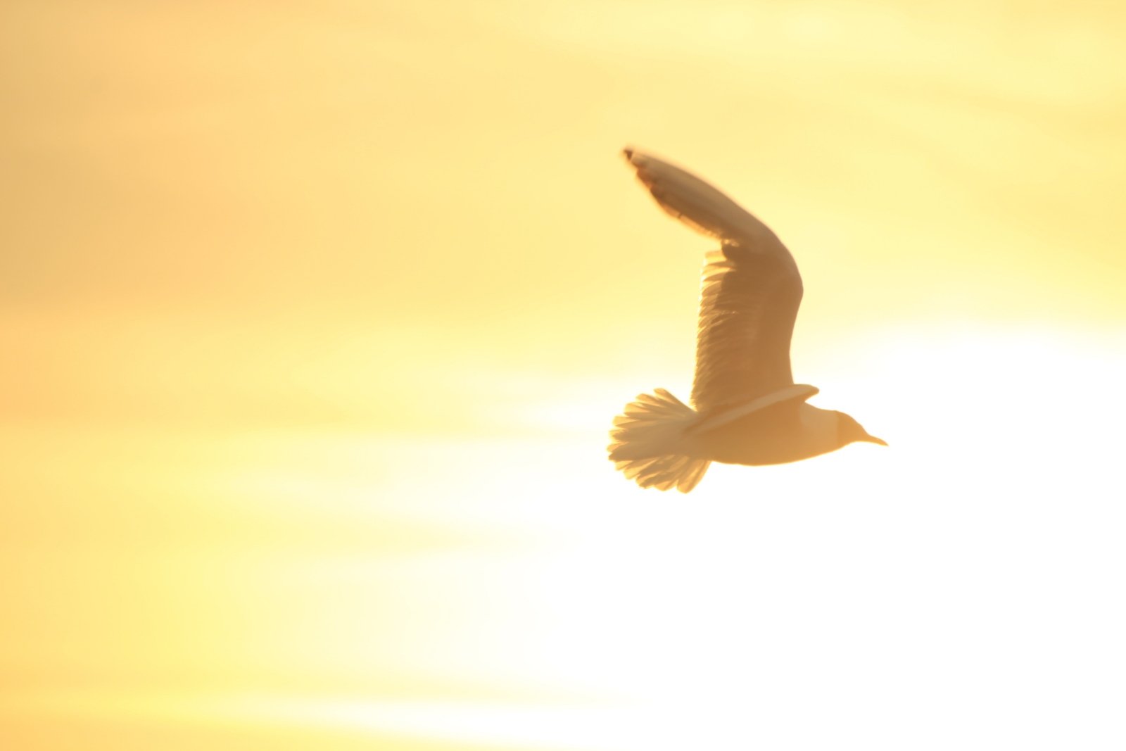 Taube am Himmel (c) gemeinfrei