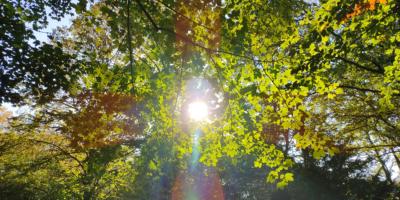 Herbst