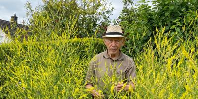 Bienenwiese im eigenen Garten