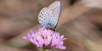 Schmetterling
