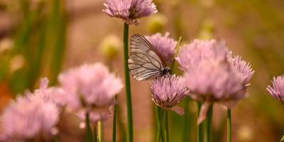 Sommer
