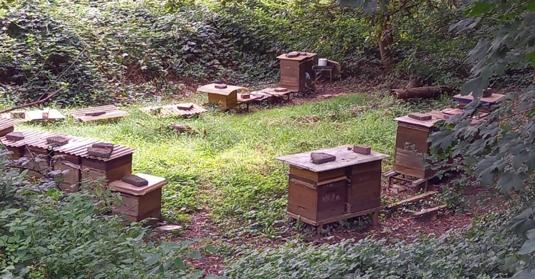 Bienenstöcke (c) Zsofia Behnke