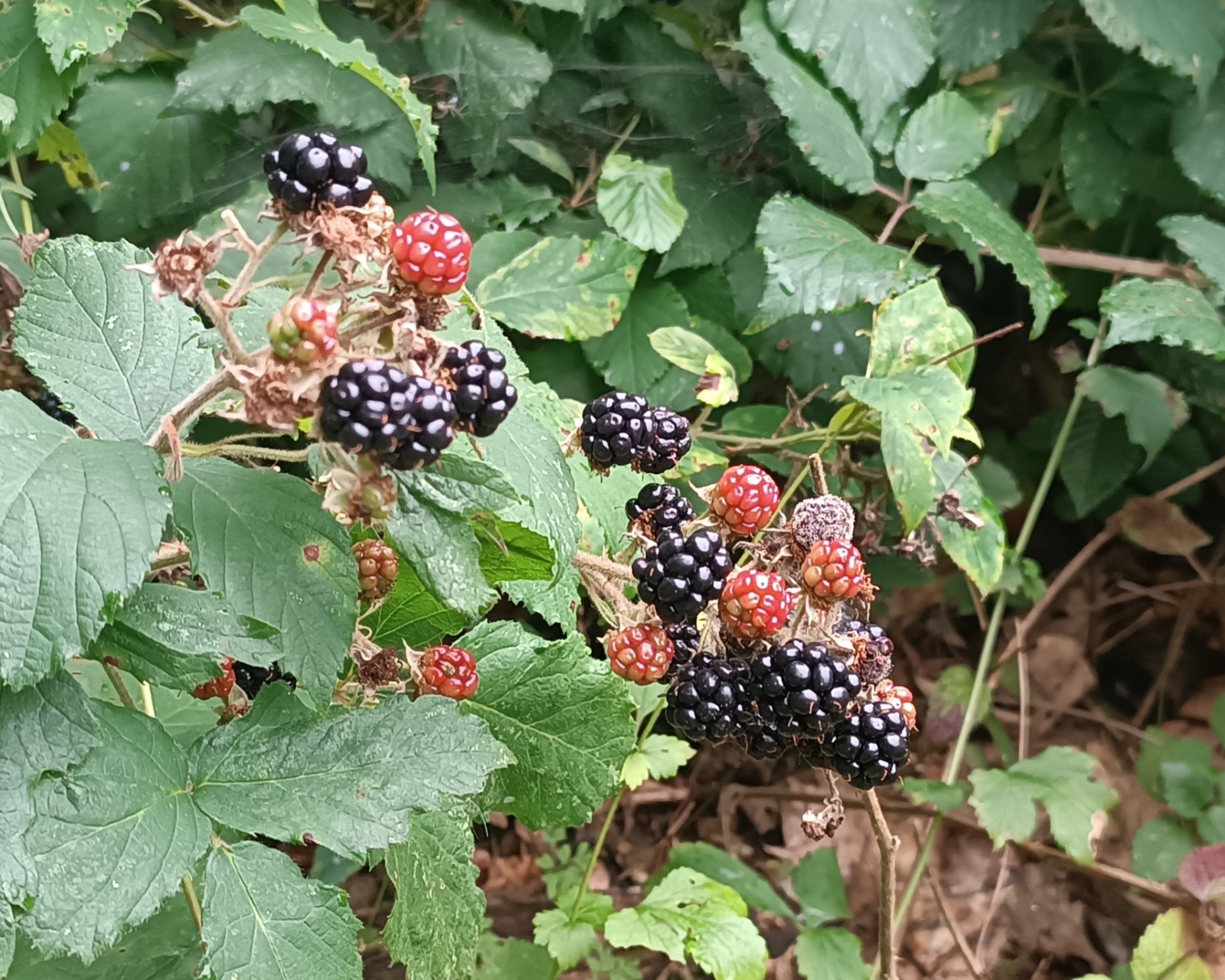 Brombeeren (c) Martina Sedlaczek