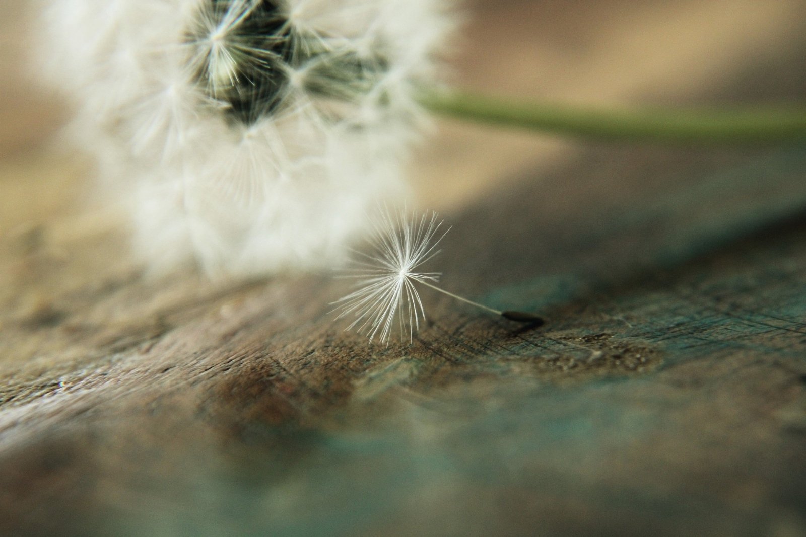 Pusteblume (c) pixabay