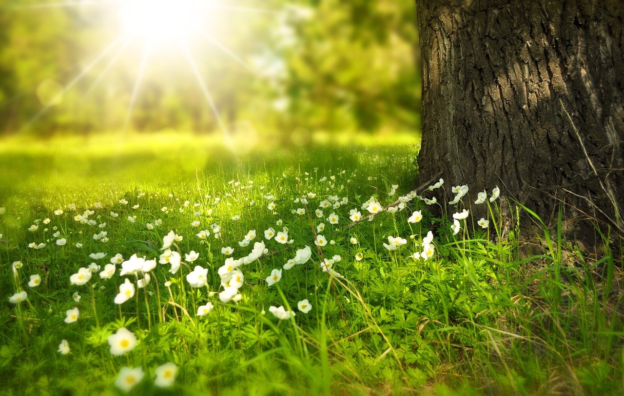 flowers-276014_1280 (c) pixabay