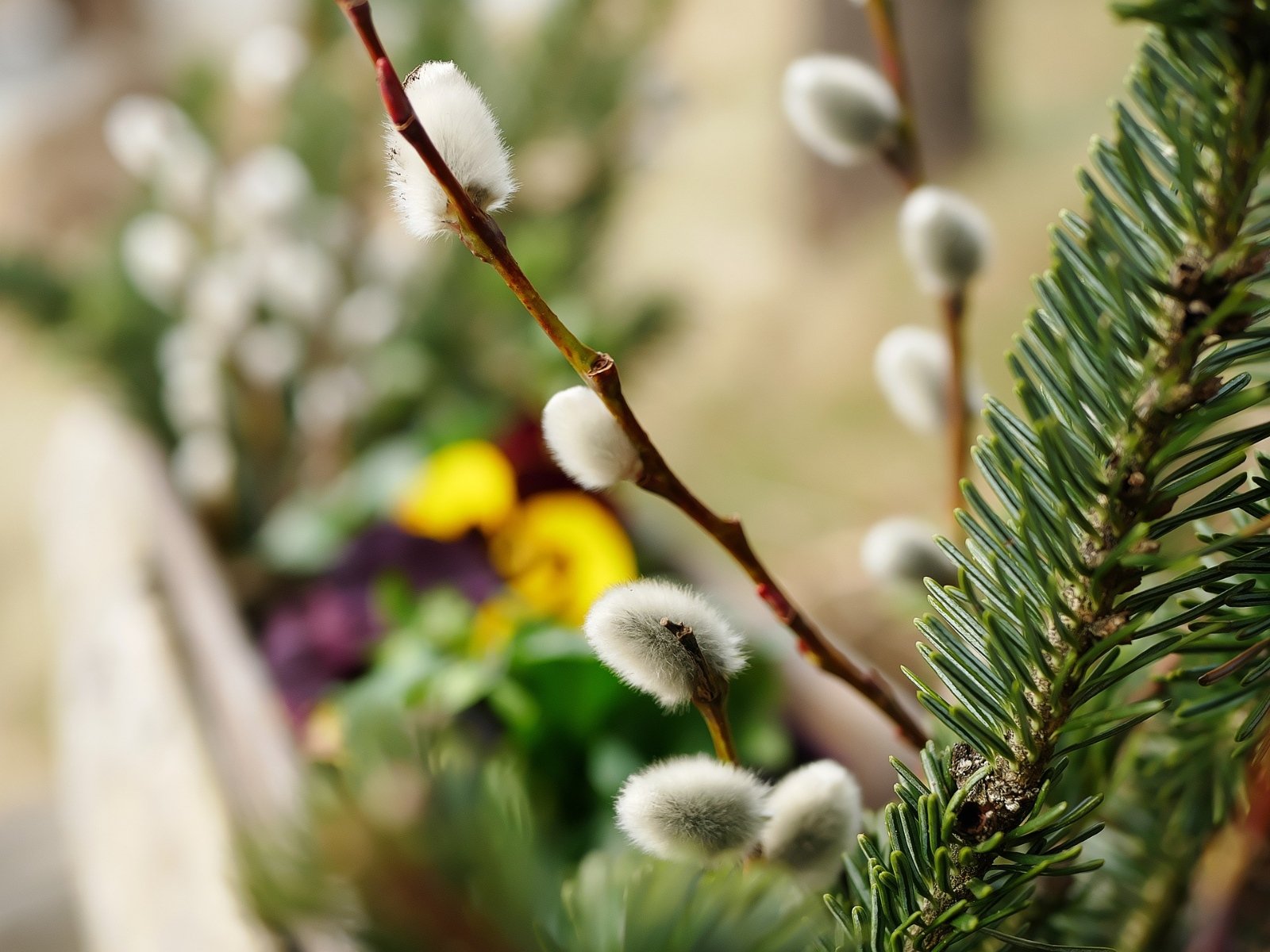 Ostern Reisig (c) pixabay