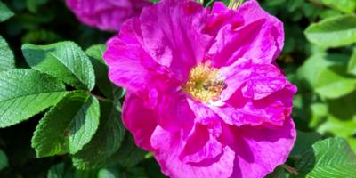 Blüte