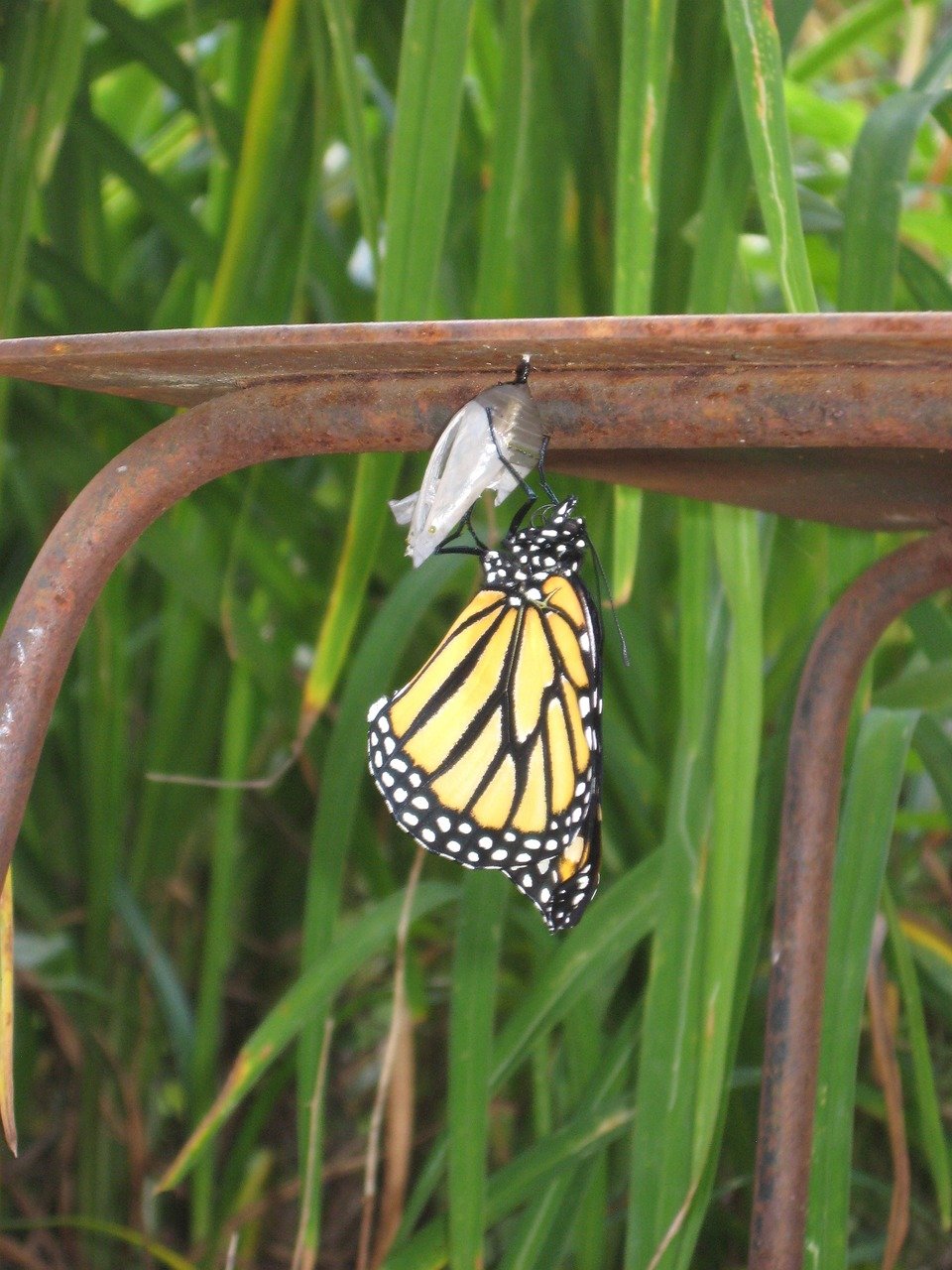 butterfly-2128195_1280 (c) pixabay