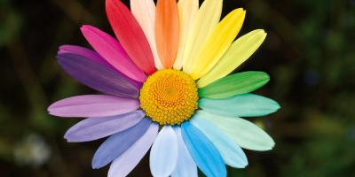 Regenbogenblume