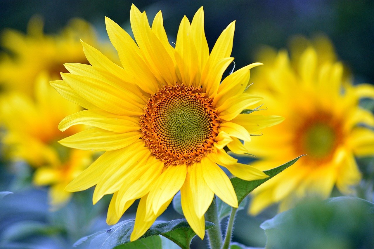 sunflowers-8351807_1280 (c) pixabay