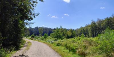 Lohmarer Wald