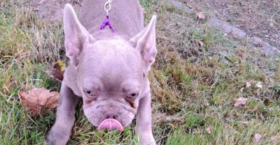 Tiersegnung Antonius2_2025