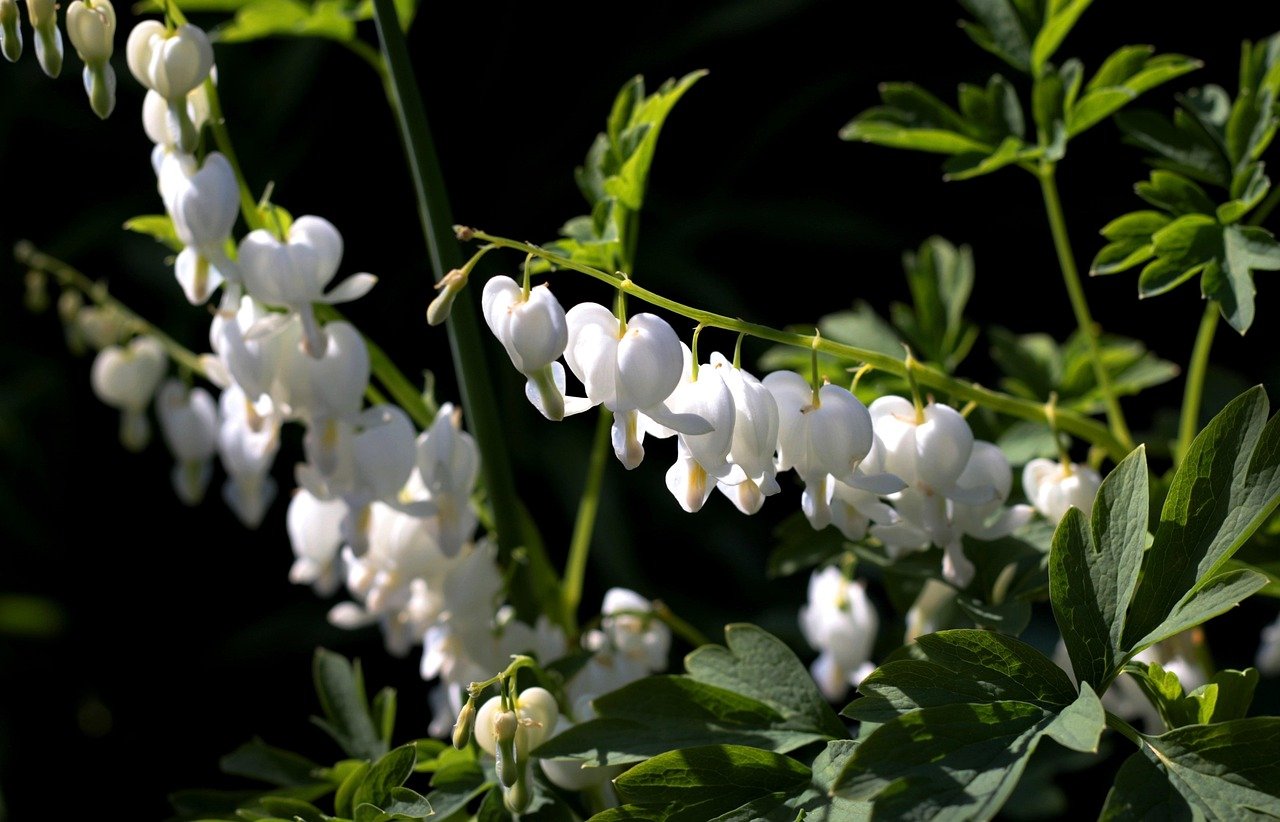 dicentra-alba-5064228_1280 (c) pixabay