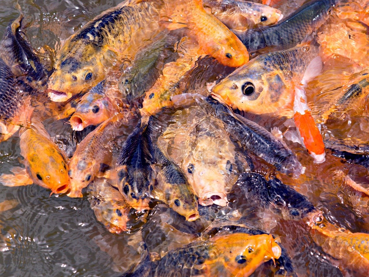 Fische (c) pixabay