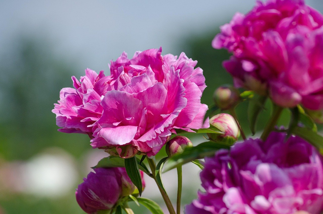 peony-4774012_1280 (c) pixabay