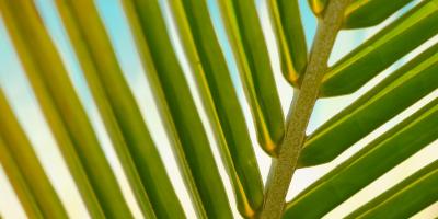PALME
