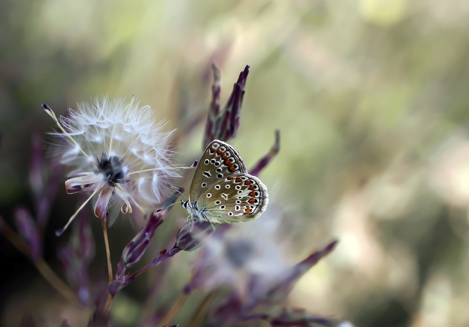 Herrlichkeit (c) pixabay