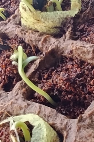 Samenkorn (c) Martina Sedlaczek