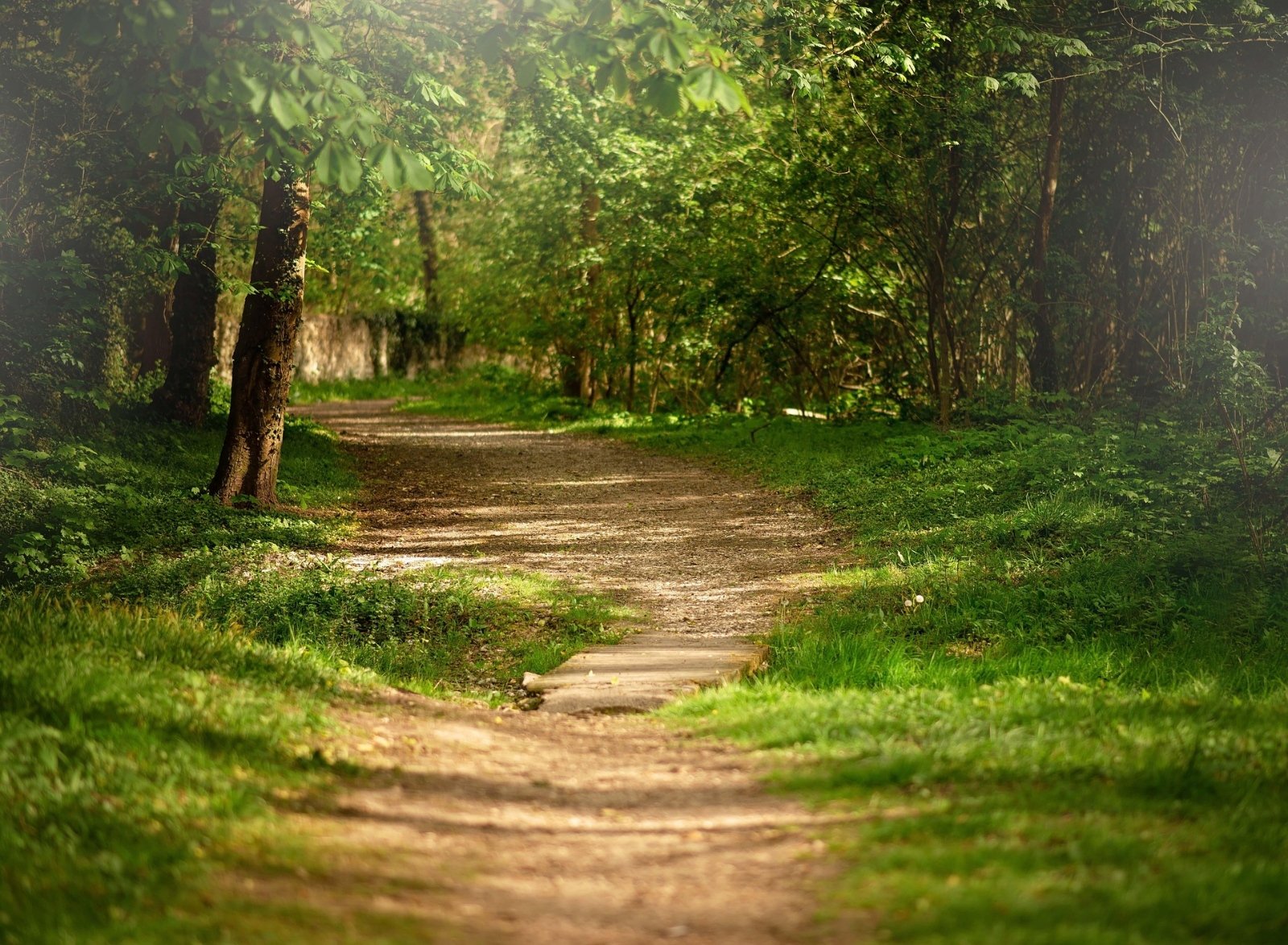 agnieszka_wen-forest-5002473_1920 (c) pixabay