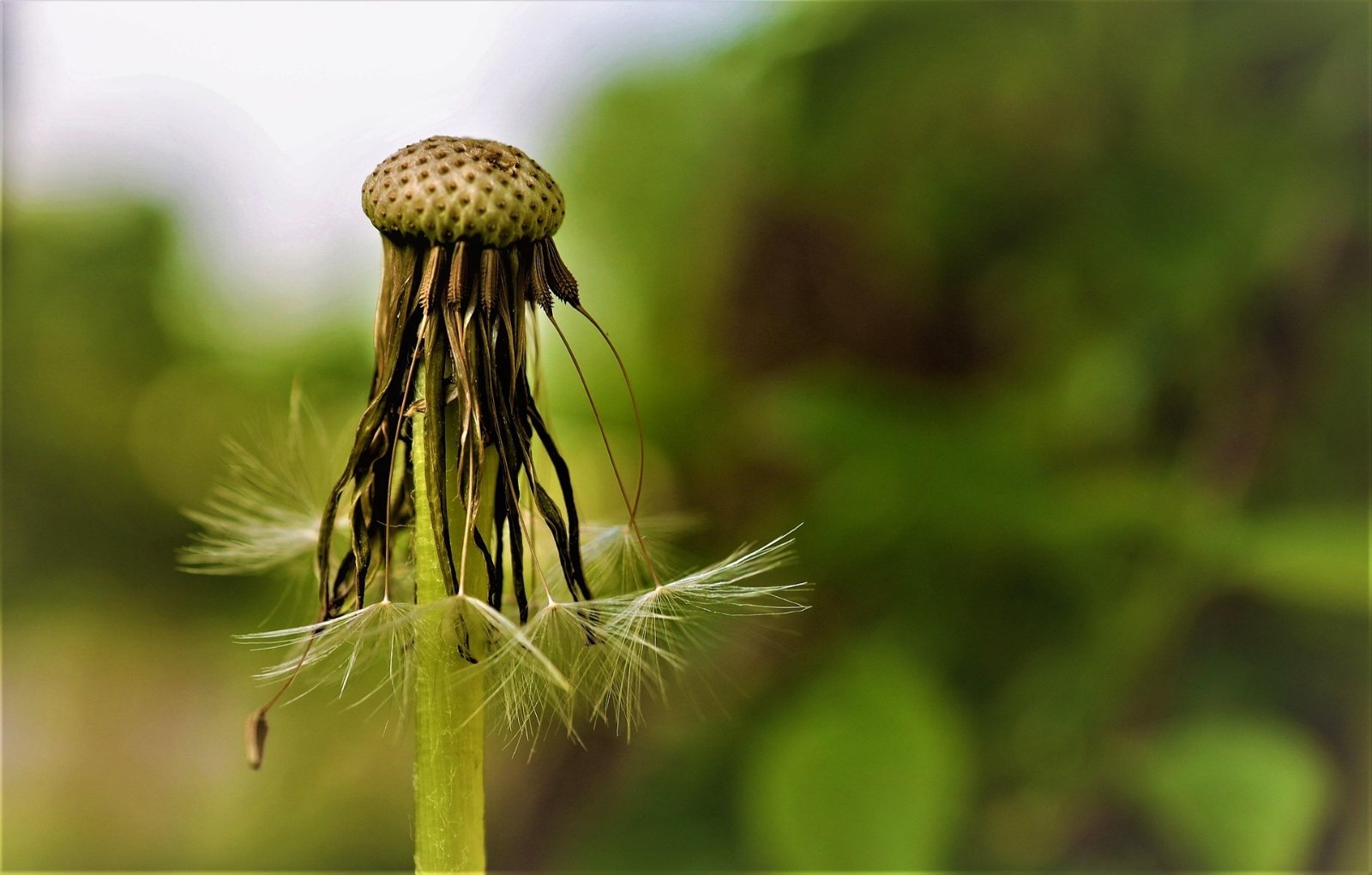 altewaldhexe-flower-7221018_1920 (c) pixabay