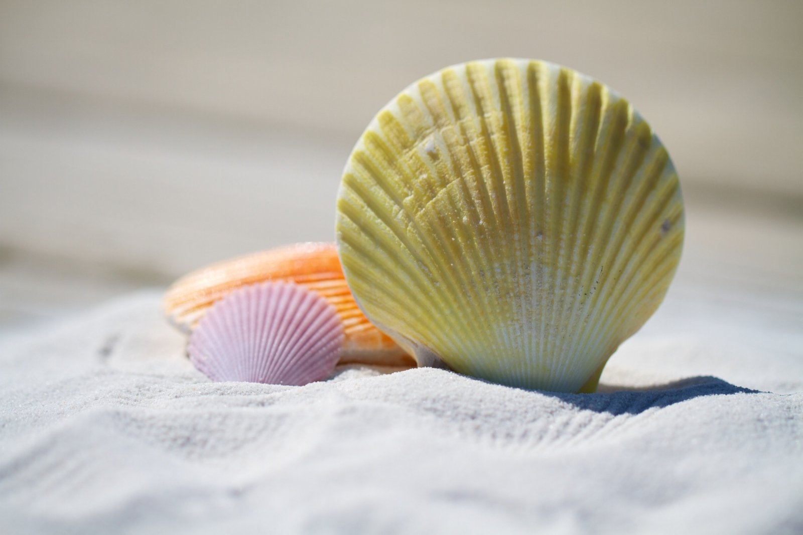 julesroman-shells-792912 (c) pixabay