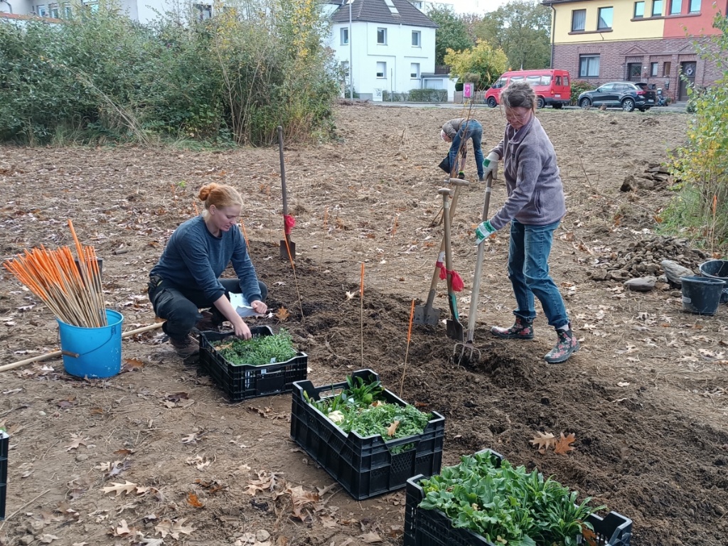 2023-10_1.Aktionstag_HedwigsGarten_Staudenpflanzen (c) Martina Sedlaczek