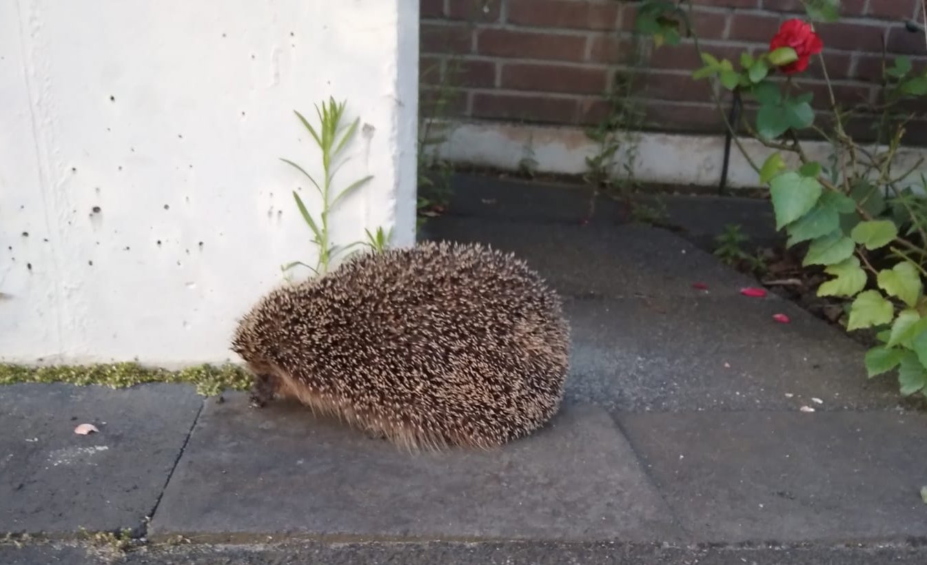 20240718-HedwigsGarten_Igel (c) Martina Schöneberg