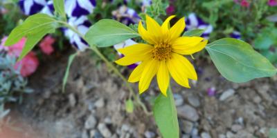 20240720_HedwigsGarten_Aktionstag_Sonnenblume