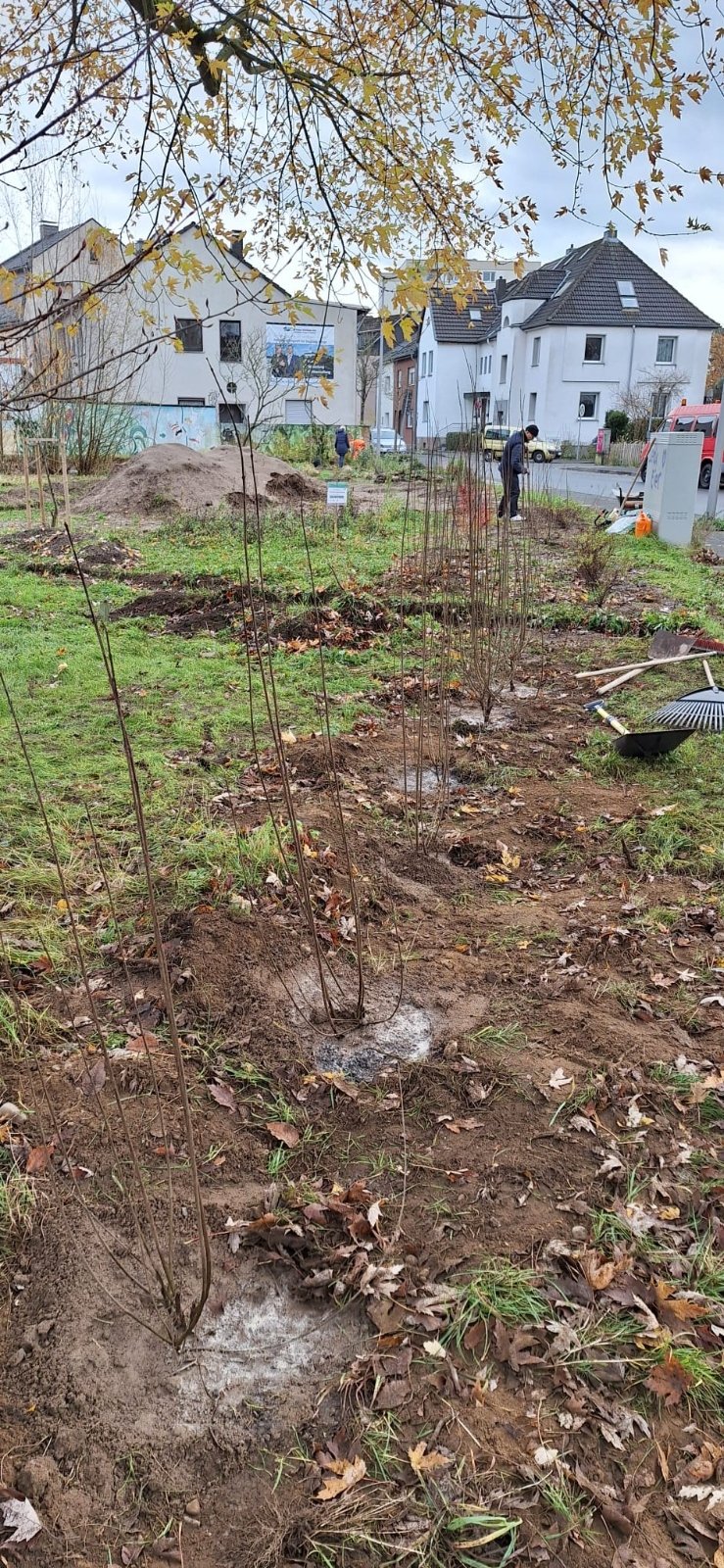 20241123-AktionstagHedwigsGarten (c) Andrea Schulze-Röbbecke