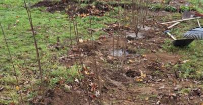 20241123-AktionstagHedwigsGarten