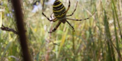 2025-8_Aktionstag_HedwigsGarten15