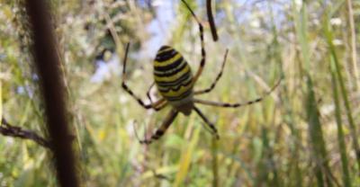 2025-8_Aktionstag_HedwigsGarten15
