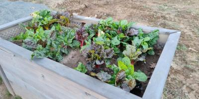20250308_HedwigsGarten_Hochbeete