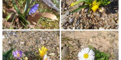 20250308_HedwigsGarten_Frühlingsboten