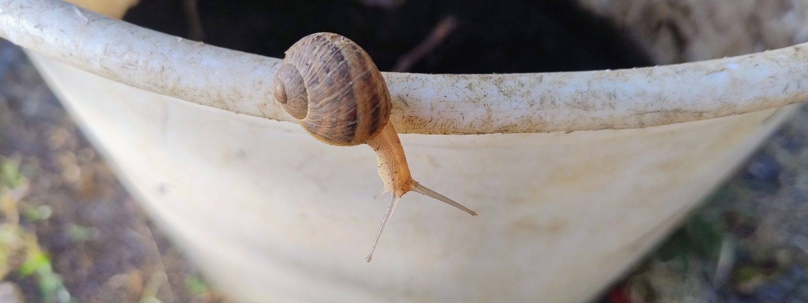 20260730_Schnecke-HedwigsGarten (c) Martina Sedlaczek