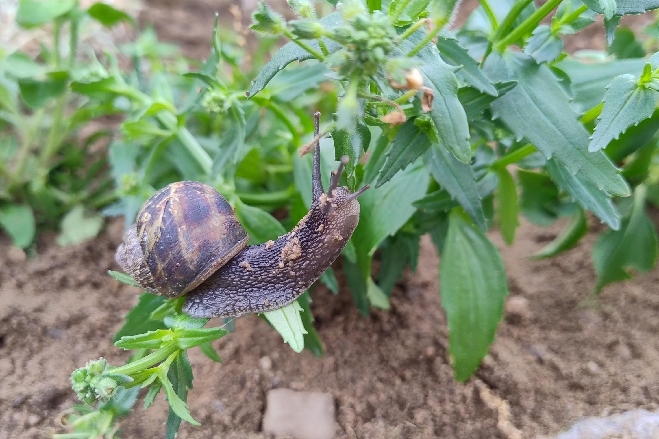 20240518_HedwigsGarten-Schnecke