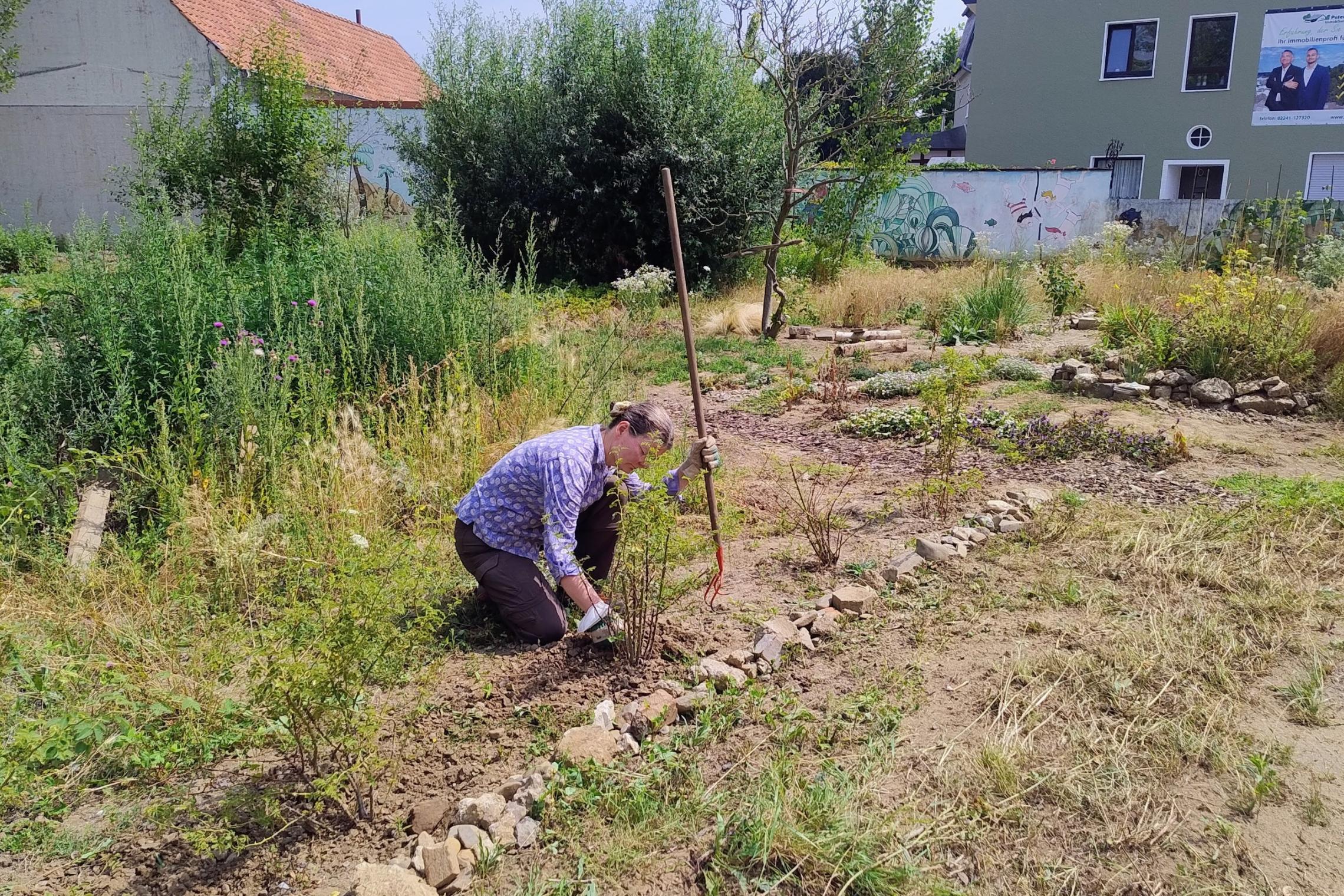 20250712_HedwigsGarten-Hecke1