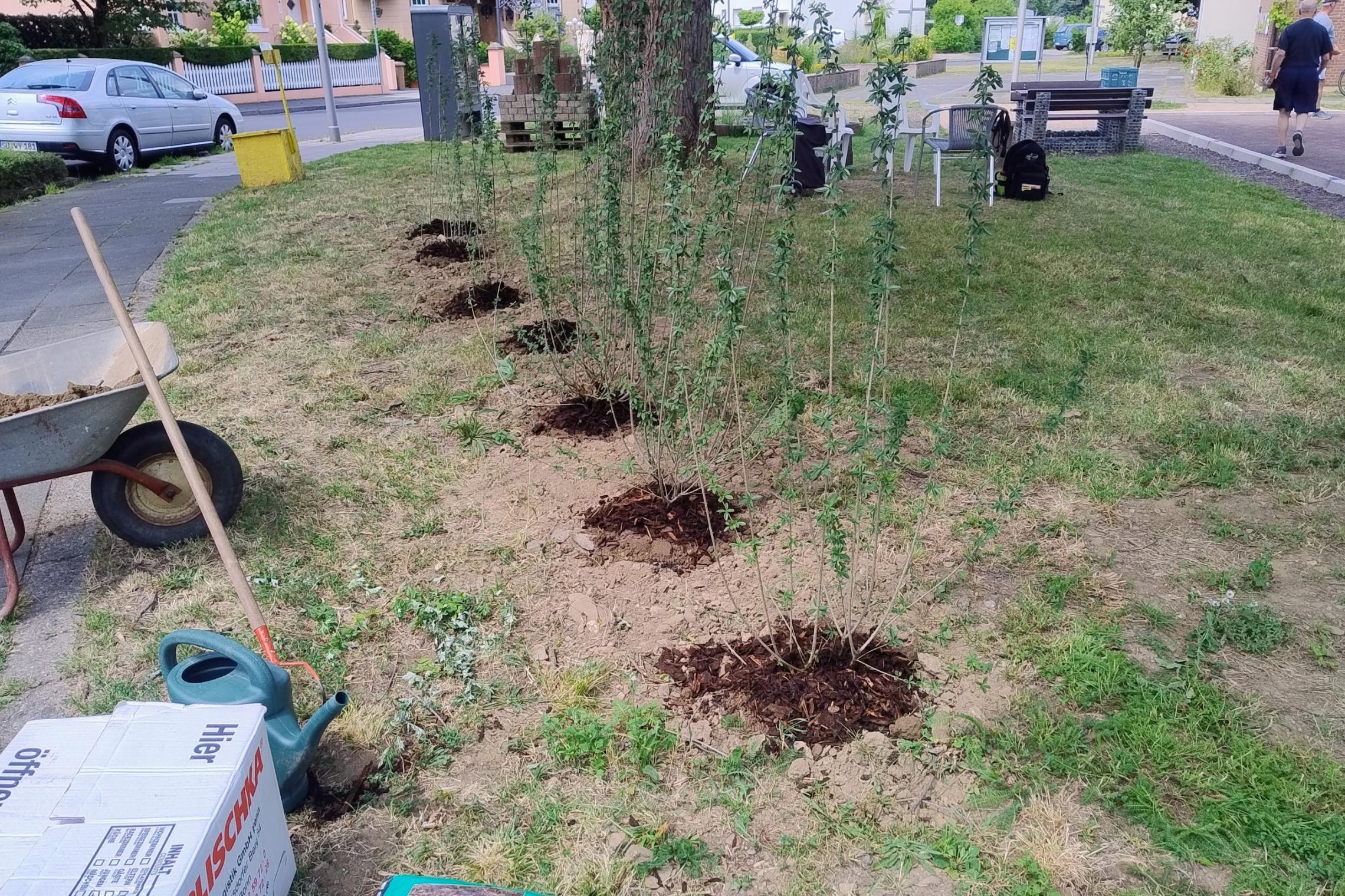 20250712_HedwigsGarten-Hecke2